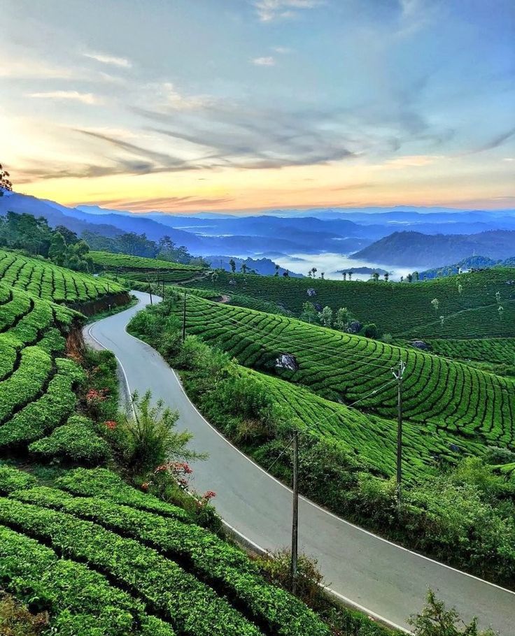 Munnar Hills